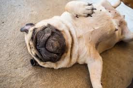 告别盲选：基于小狗基因的运动犬科学选育指南