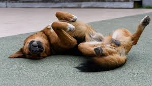 “汪星人”健身房：科技打造小狗成长专属运动空间