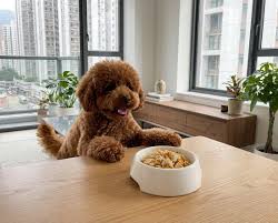 宠物科技新浪潮：智能设备助力小狗寿命延长