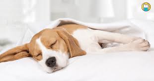 运动追踪与行为分析:解锁狗狗运动密码,科学“怎么陪小狗玩”攻略