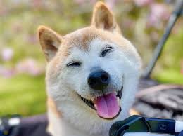 AR互动游戏新体验:让小狗爱上运动,“怎么陪小狗玩”出新花样!